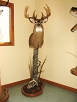 WhiteTail Deer Taxidermy