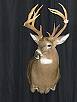Whitetail Taxidermy