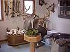 WhiteTail Deer Taxidermy