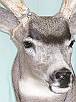 Mule Deer Taxidermy