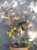 Whitetail Taxidermy